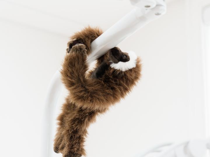 Meet our resident monkey